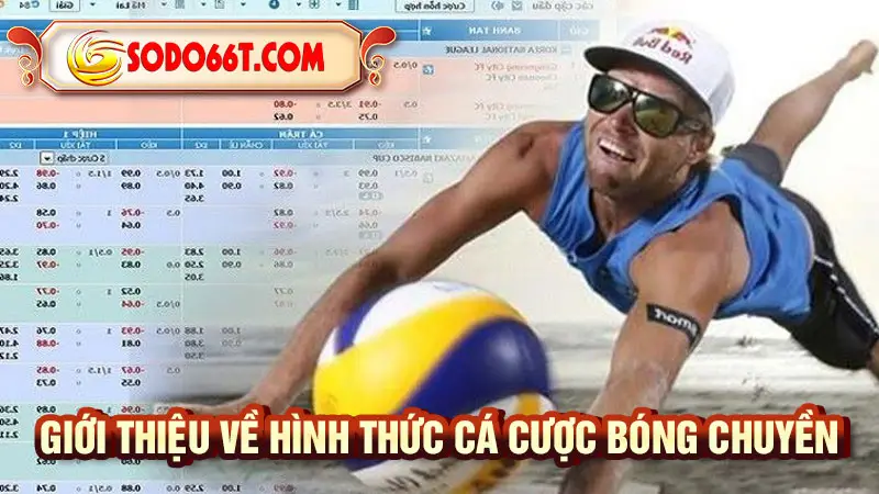 Giới thiệu về hình thức cá cược bóng chuyền